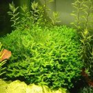 Aquarium Plant Java Fish Tank Aquatic Grass Landscape Decoration Ornament 1000 Seeds