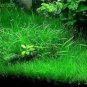 Aquarium Plant Java Fish Tank Aquatic Grass Landscape Decoration Ornament 1000 Seeds
