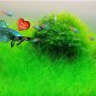 Aquarium Plant Java Fish Tank Aquatic Grass Landscape Decoration Ornament 1000 Seeds