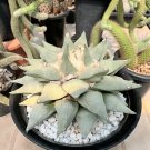 Fresh Real Ariocarpus retusus 200 Seeds