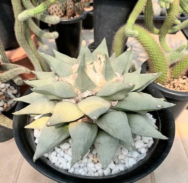 Fresh Real Ariocarpus retusus 200 Seeds