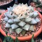 Fresh Real Ariocarpus retusus 200 Seeds
