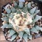 Fresh Real Ariocarpus retusus 200 Seeds