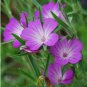 agrostemma githago Flower Home Garden 200 Seeds