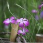 agrostemma githago Flower Home Garden 200 Seeds
