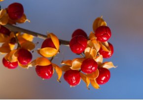American Bittersweet Vine 40 Seeds
