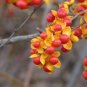 American Bittersweet Vine 40 Seeds