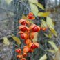 American Bittersweet Vine 40 Seeds
