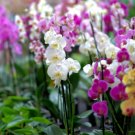 Indoor Balcony Office Rare Orchid 200 Seeds