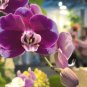 Indoor Balcony Office Rare Orchid 200 Seeds