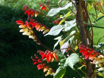 Mina Lobata Bonsai Flower DIY Potted Plants Indoor Outdoor Pot 40 Seeds