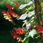 Mina Lobata Bonsai Flower DIY Potted Plants Indoor Outdoor Pot 40 Seeds
