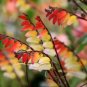 Mina Lobata Bonsai Flower DIY Potted Plants Indoor Outdoor Pot 40 Seeds