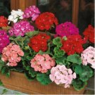 MUL Color Geranium Flowers Rare 200 Seeds