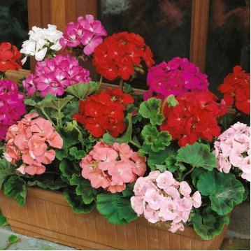 MUL Color Geranium Flowers Rare 200 Seeds