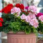 MUL Color Geranium Flowers Rare 200 Seeds