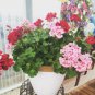 MUL Color Geranium Flowers Rare 200 Seeds