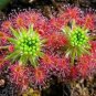 Giant Dionaea Muscipula Carnivorous Plants 200 Seeds