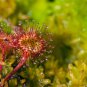 Giant Dionaea Muscipula Carnivorous Plants 200 Seeds
