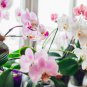 Rare Colorful Orchid Flower Flores Dendrobium Orchid Gorgeous 200 Seeds