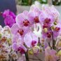 Rare Colorful Orchid Flower Flores Dendrobium Orchid Gorgeous 200 Seeds