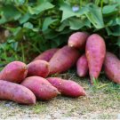 Sweet Potato Delicious Purple Sweet Potato Vegetable 40 Seeds