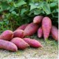 Sweet Potato Delicious Purple Sweet Potato Vegetable 40 Seeds