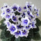 Mini Violet Plants Colorful Rare African Flower 100 Seeds