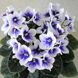Mini Violet Plants Colorful Rare African Flower 100 Seeds