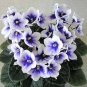 Mini Violet Plants Colorful Rare African Flower 100 Seeds