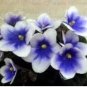 Mini Violet Plants Colorful Rare African Flower 100 Seeds
