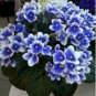 Mini Violet Plants Colorful Rare African Flower 100 Seeds