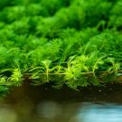 Aquarium Plants Bonsai Grass Water Aquatic Plant 1000 Seeds
