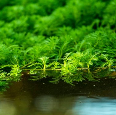 Aquarium Plants Bonsai Grass Water Aquatic Plant 1000 Seeds