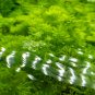 Aquarium Plants Bonsai Grass Water Aquatic Plant 1000 Seeds