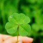 clover flowers lucky flowers decoration plants for home and garden 200 Seeds
