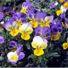 Mexican Pansy Flores Wavy Viola Tricolor Flower plantas 200 Seeds
