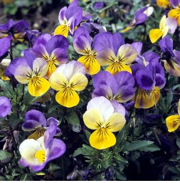 Mexican Pansy Flores Wavy Viola Tricolor Flower plantas 200 Seeds