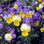Mexican Pansy Flores Wavy Viola Tricolor Flower plantas 200 Seeds