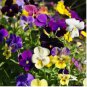 Mexican Pansy Flores Wavy Viola Tricolor Flower plantas 200 Seeds