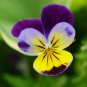 Mexican Pansy Flores Wavy Viola Tricolor Flower plantas 200 Seeds