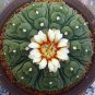 Rare Lithops Plants 24 Kinds of Cactus Plants Organic Succulents Bonsai 200 Seeds