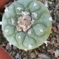 Rare Lithops Plants 24 Kinds of Cactus Plants Organic Succulents Bonsai 200 Seeds