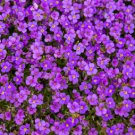 Aubrieta Cultorum Bonsai Rare Purple Ground Cover Rock Cress Flower Bonsai 200 Seeds