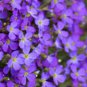 Aubrieta Cultorum Bonsai Rare Purple Ground Cover Rock Cress Flower Bonsai 200 Seeds