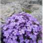Aubrieta Cultorum Bonsai Rare Purple Ground Cover Rock Cress Flower Bonsai 200 Seeds
