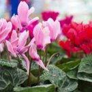 Colorful Cyclamen Flores 400 Seeds