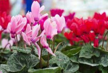 Colorful Cyclamen Flores 400 Seeds