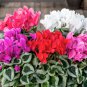 Colorful Cyclamen Flores 400 Seeds
