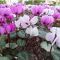 Colorful Cyclamen Flores 400 Seeds